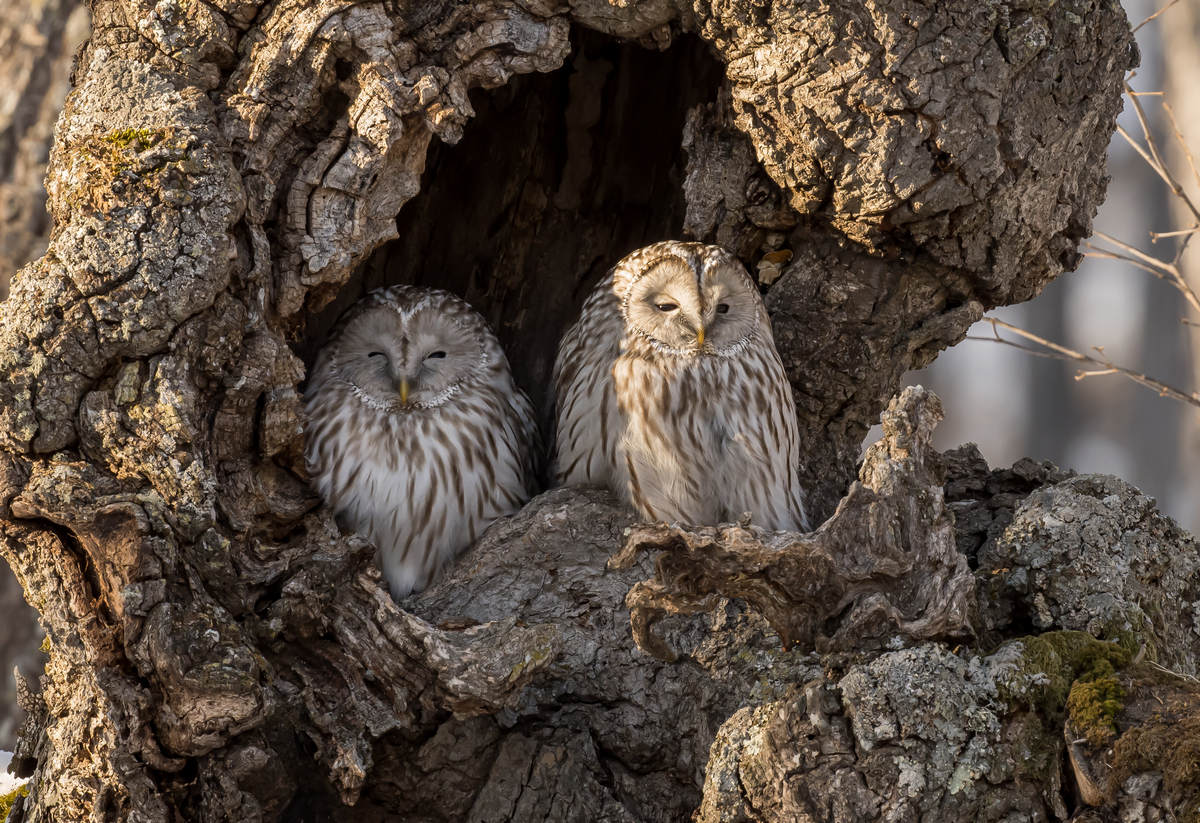 Different Hokkaido Winter Birds – 10,000 Birds