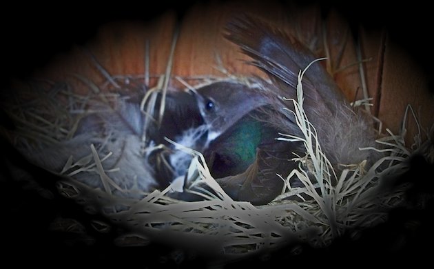 Violet-green Swallow Female in Nest