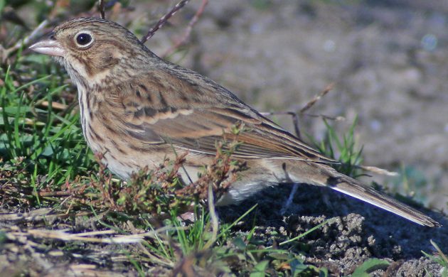 vesper-sparrow-at-jacob-riis-park