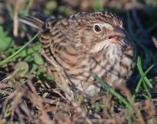 vesper-sparrow-at-kissena-park