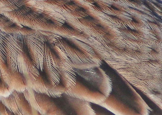 vesper-sparrow-feather-detail