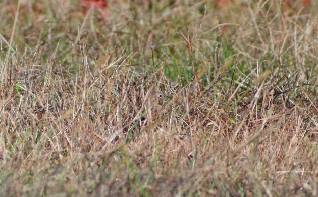 vesper-sparrow-hiding-in-the-grass