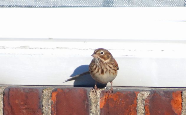 vesper-sparrow-on-window