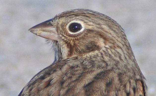 vesper-sparrow-portrait-2