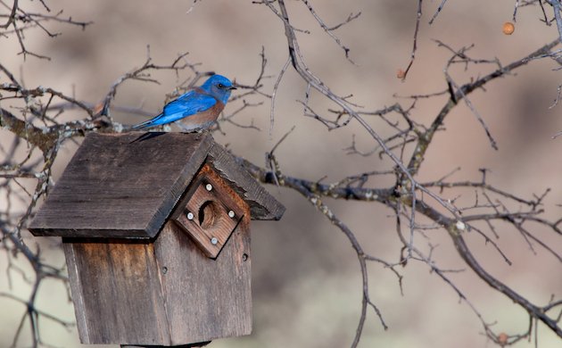 Western Bluebird Male Atop Birdhouse