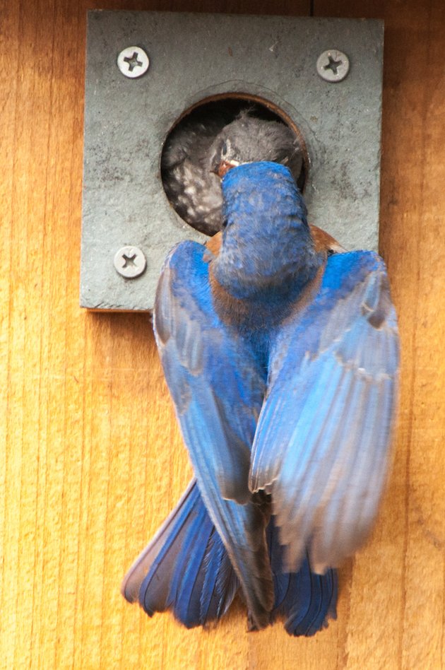 Western Bluebird Male Feeding Nestling