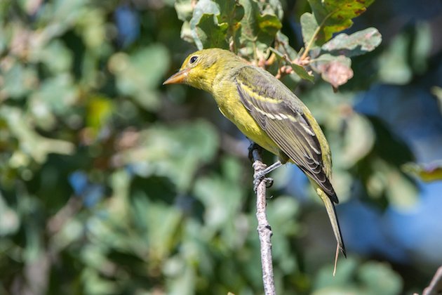 Western Tanager Female Juvie