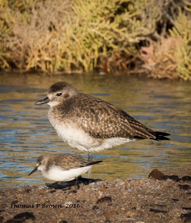 western-sandpiper-and-black-bellied-plover