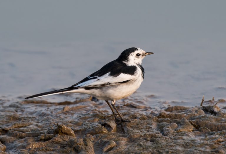 The 20 most common birds in Shanghai (Part 2) - 10,000 Birds