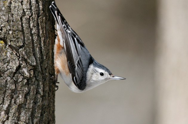 White-breasted-Nuthatch-by-Matt-MacGillivray