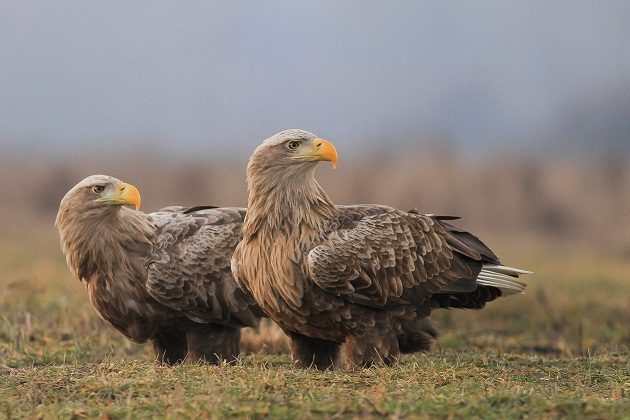 White-tailed Eagles by Szekeres Levente