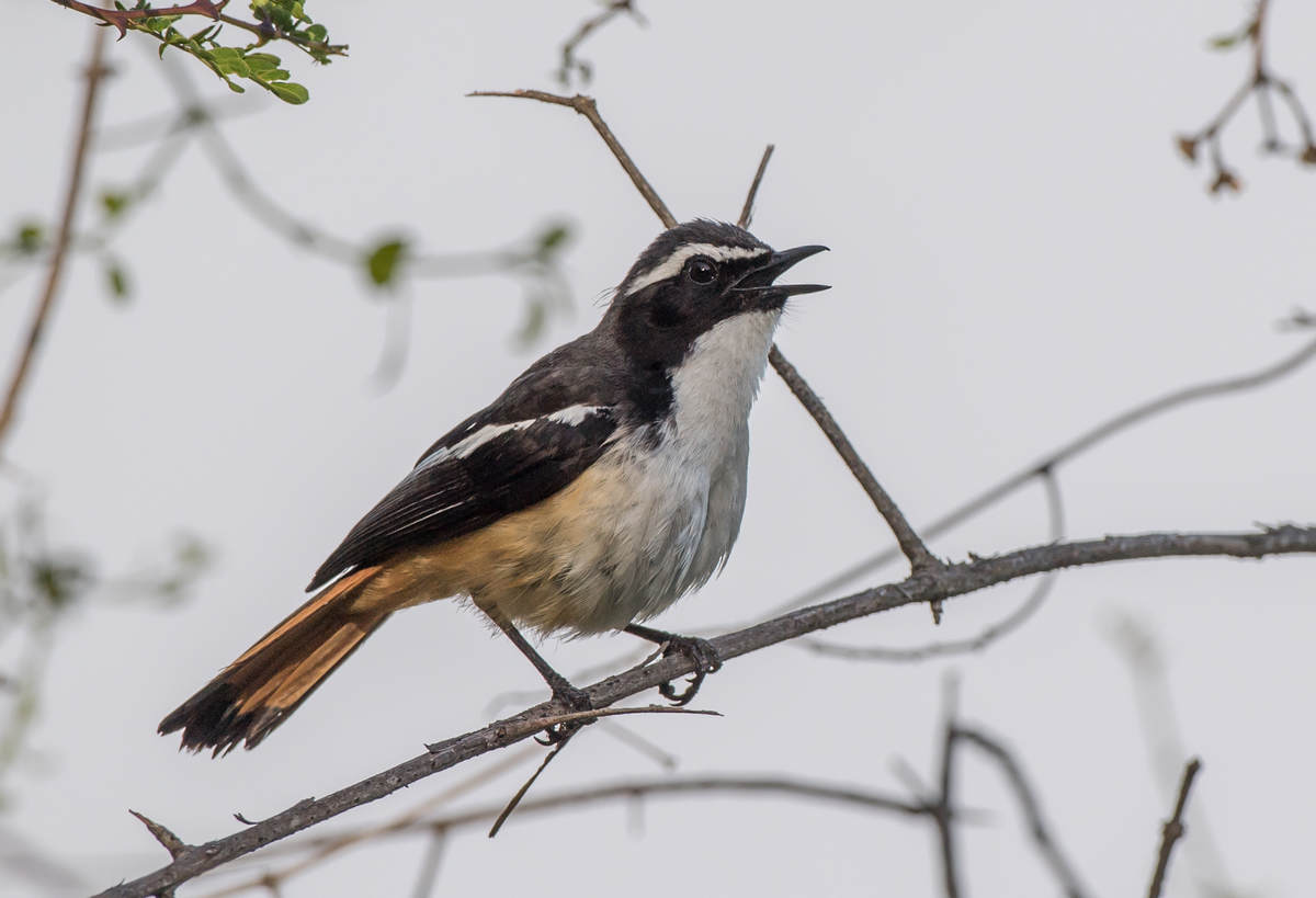 Birding Zaagkuilddrift Highway – 10,000 Birds