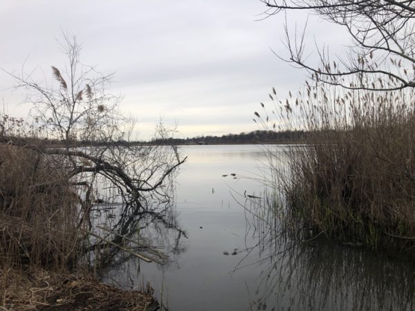 My Birding Spot During COVID-19: Willow Lake Preserve - 10,000 Birds