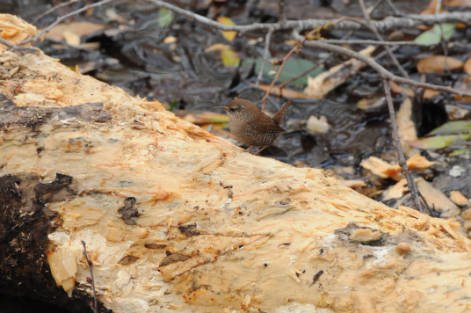 A Winter Wren on a log