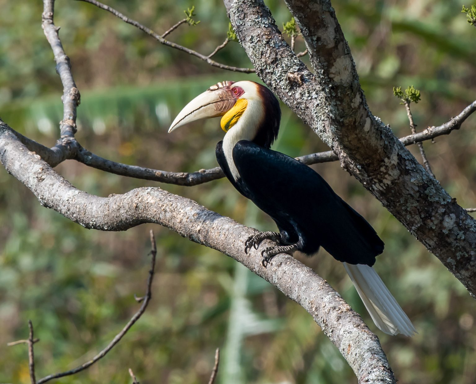 Hornbills of Yunnan - 10,000 Birds