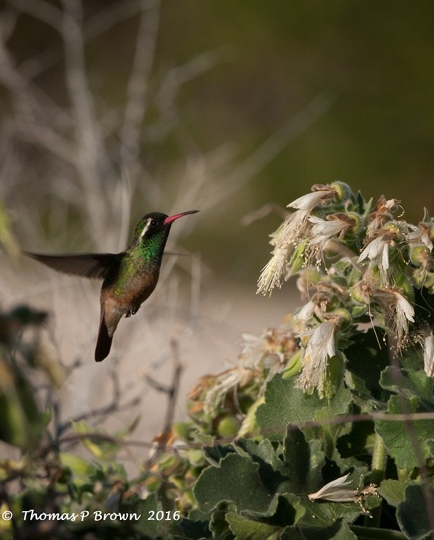 xanthuss-hummingbird