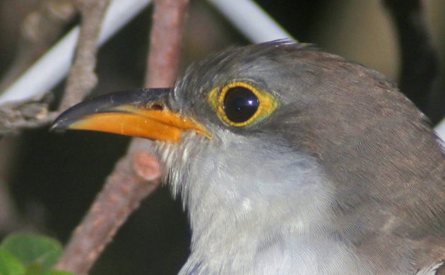 yellow-billed-cuckoo-closeup