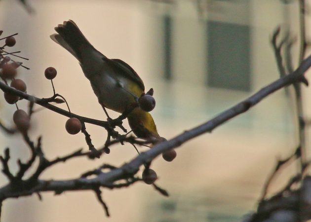 yellow-breasted-chat-feeding