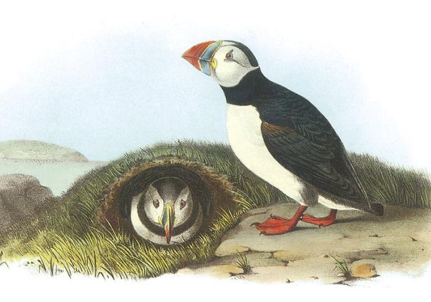 Audubon's painting of two puffins, one in a burrow