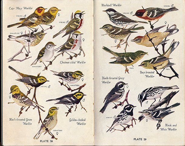 National Audubon Society Birds of North America: A Guide Review ...
