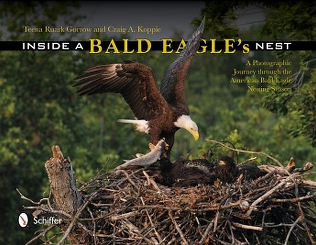 bald eagle cover