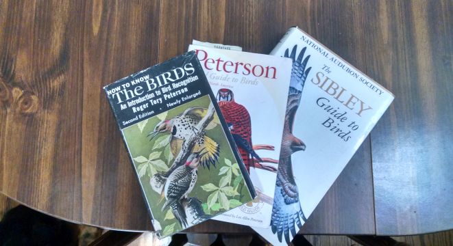 Peterson and Sibley bird guides