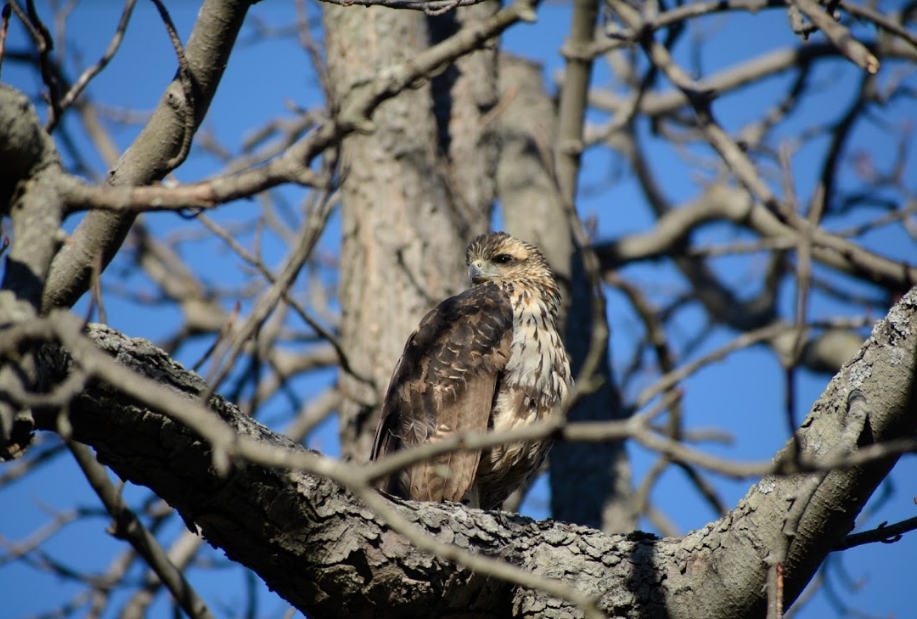 Maine’s Great Black Hawk - Rescued! - 10,000 Birds