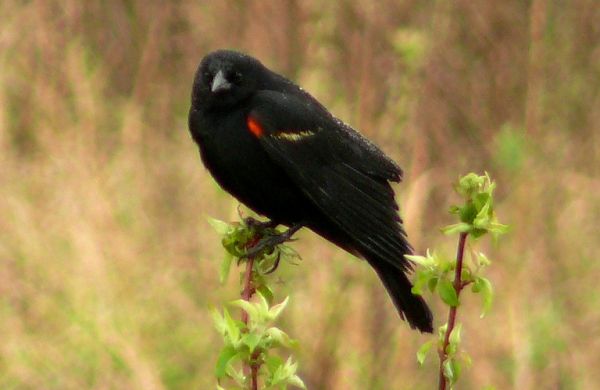 red-winged blackbird in the rain by Ben Carlisle