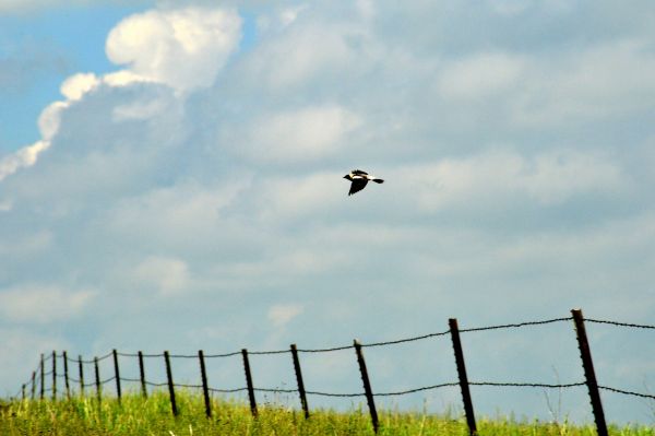 Male bobolink flies over a wire fence against a cloudy sky