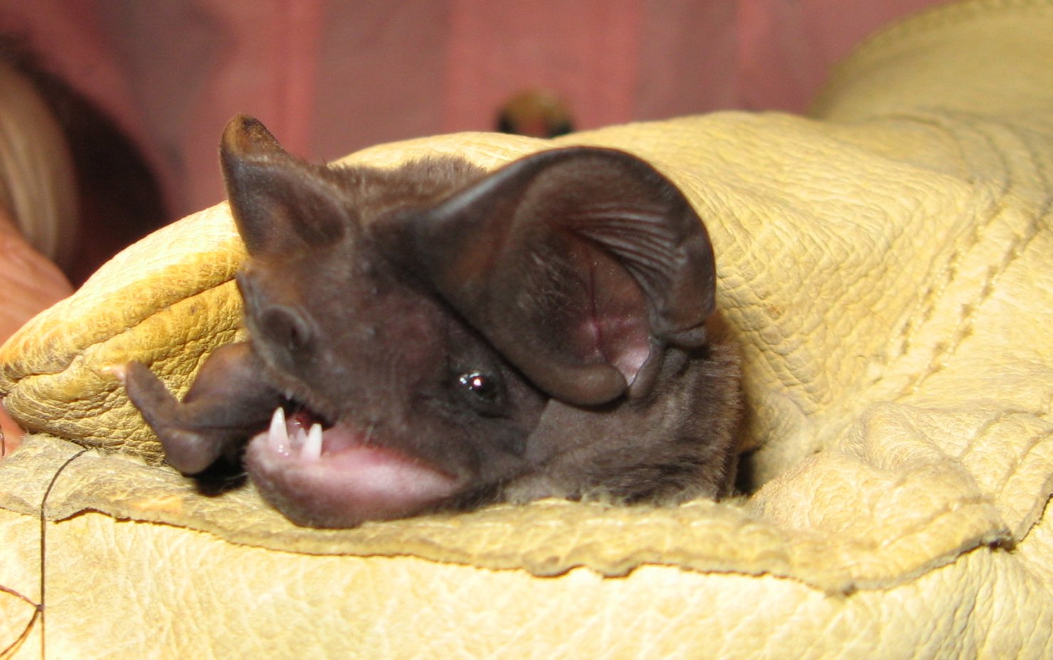 Bonneted Bat