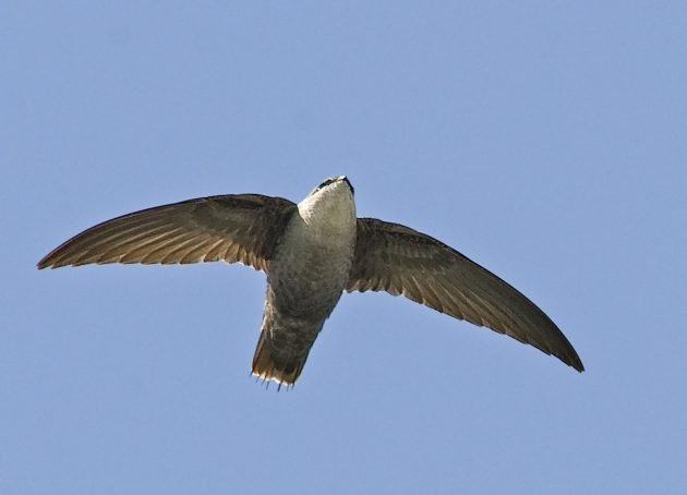 How To Get A Bird Back Up The Chimney - 10,000 Birds