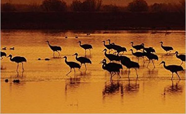 cover image of cranes against a sunset
