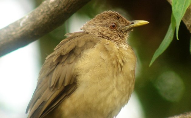 clay-colored-thrush-2