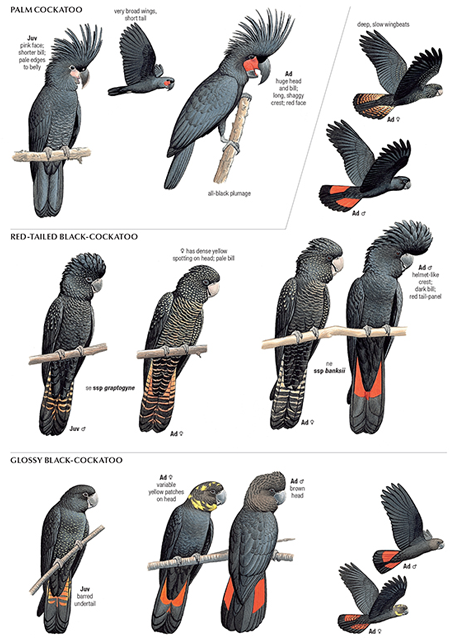 Huddle ulykke forskellige براعة جدول أعمال تل australian bird guide online - asklysenko.com