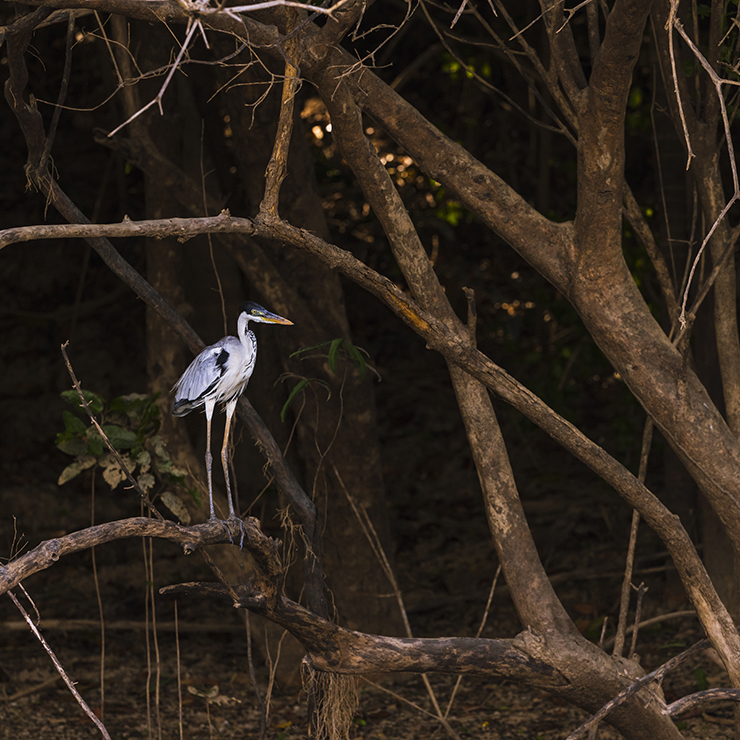 Rupununi River Cruise – 10,000 Birds