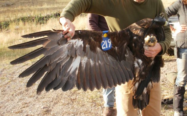 Golden Eagle showing wing tag