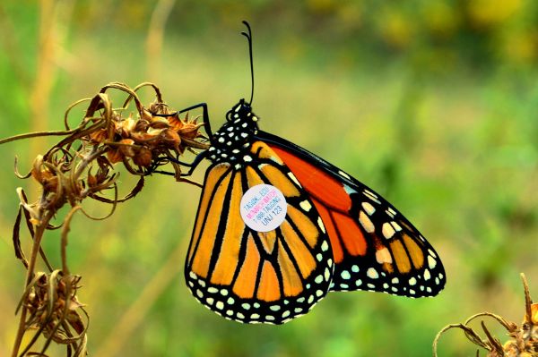 monarch butterfly with wing tag
