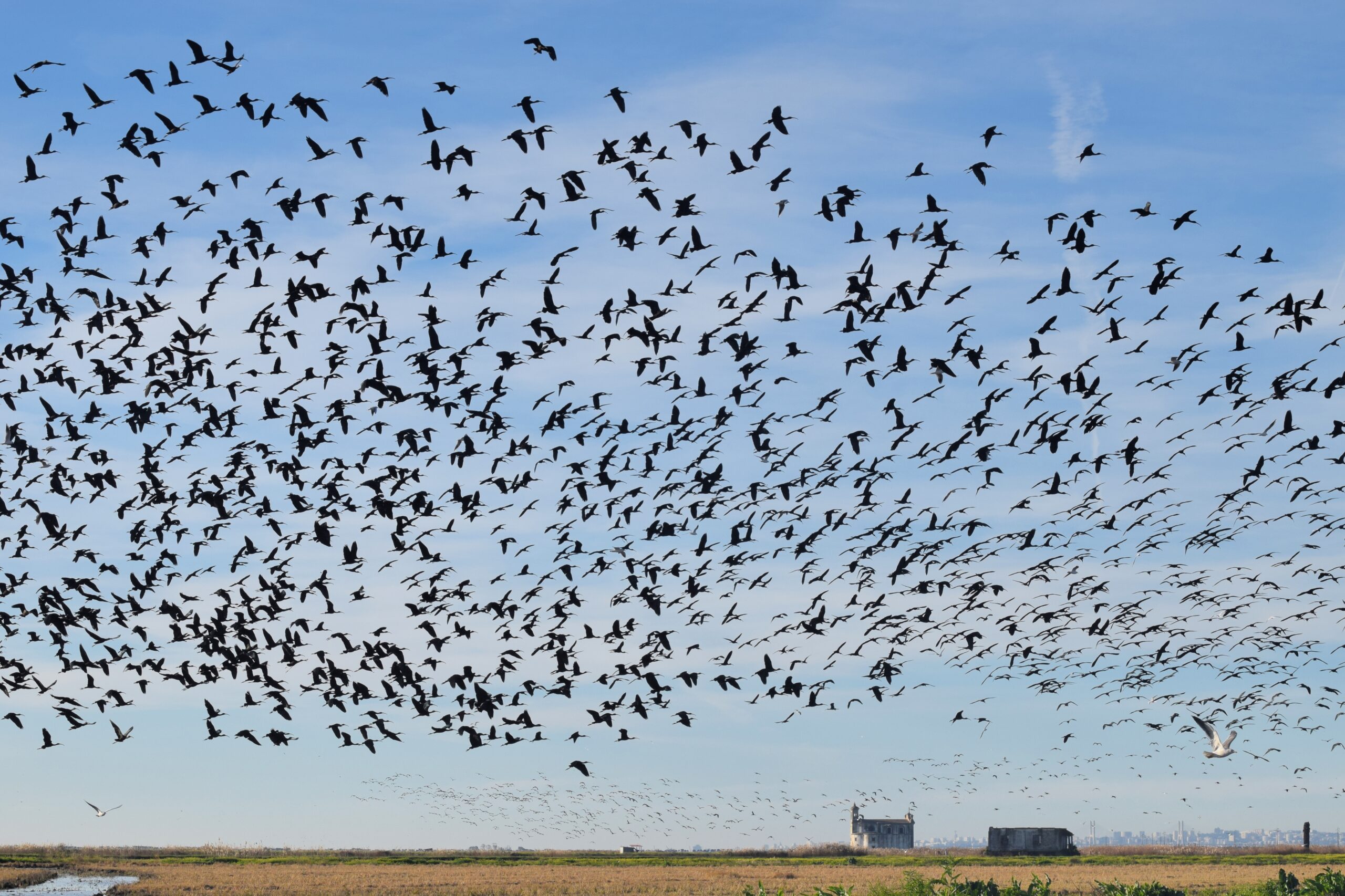 Why Birds Fly Together & Why Is Flocking Important? - Bird Buddy Blog