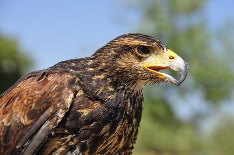 mexican-eagle-mexican-eagle-pet-birds-birds-of-prey