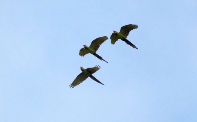 great-green-macaws