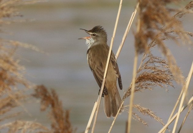 great-reed-warbler