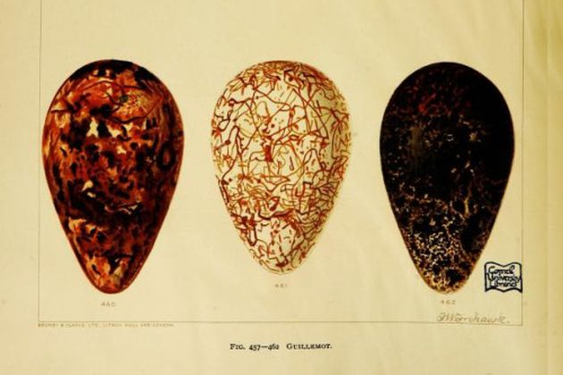 Three guillemot eggs, 1896, Frohawk