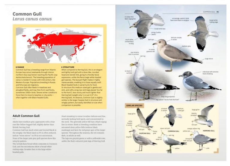 Gulls of Europe, North Africa, and the Middle East: An Identification ...