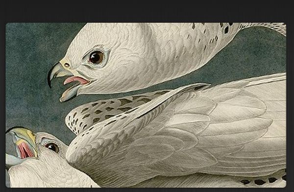 Detail of Audubon's painting of white gyrfalcons