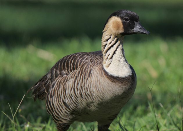 Hawaiian Goose Endangered Species Act 01