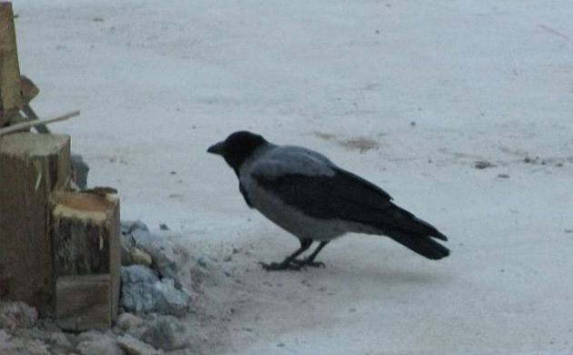 Hooded crow on a construction site