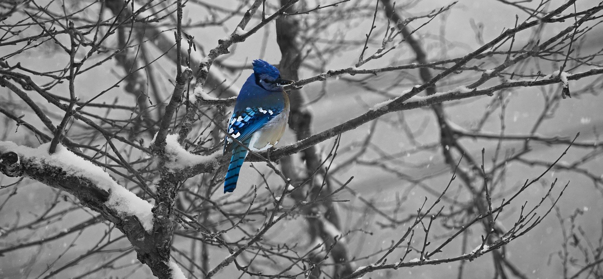 blue jay, nature, birding