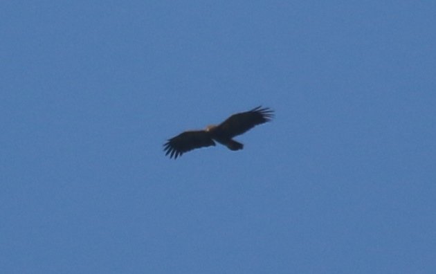 lesser-spotted-eagle