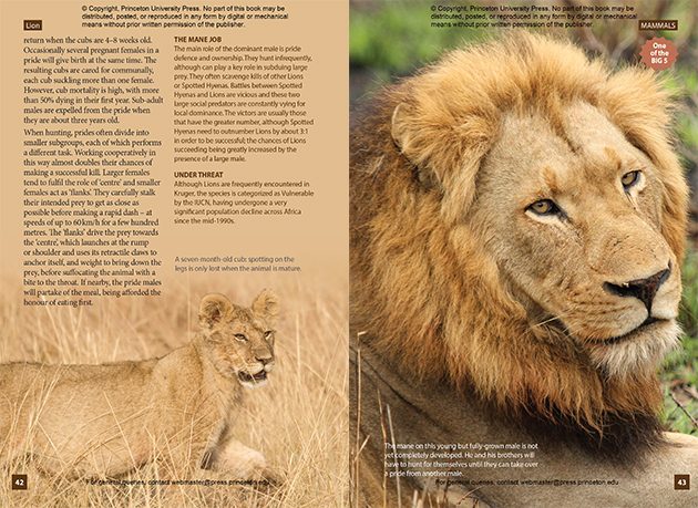 Lion page 42 and 43