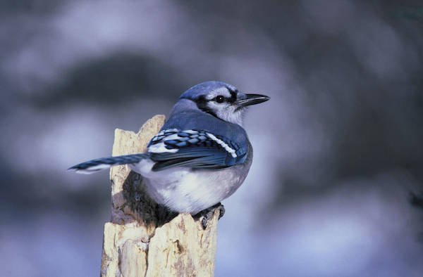 Blue jay perched on a dead branch